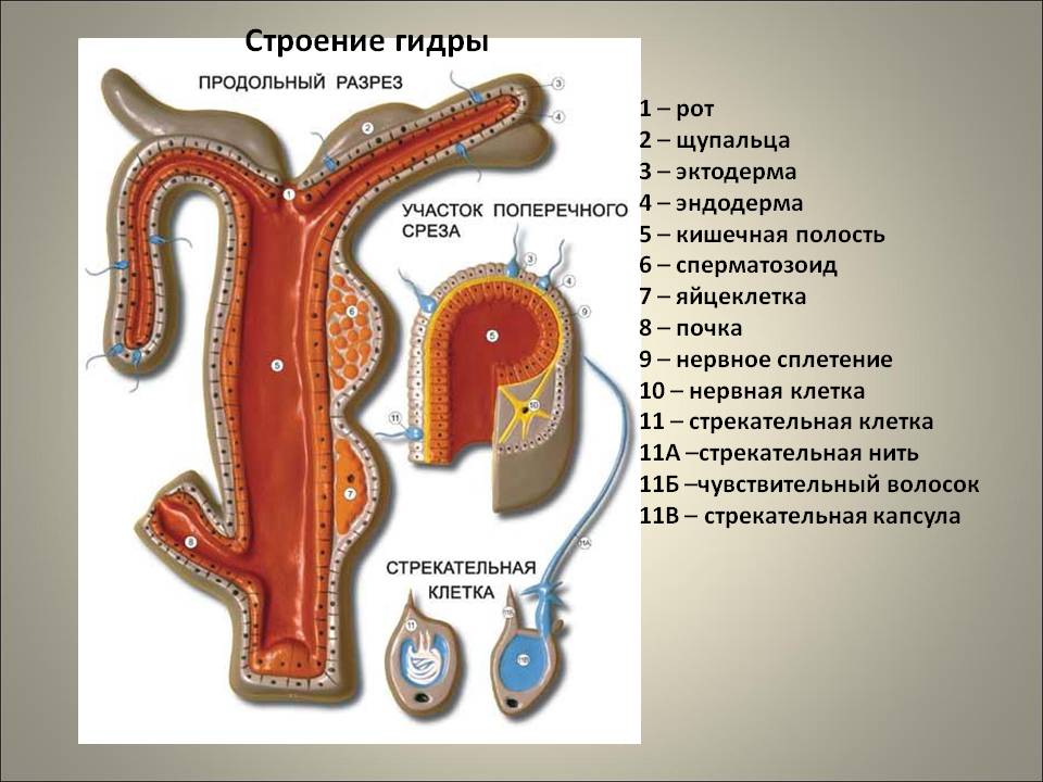 Как восстановить аккаунт кракен