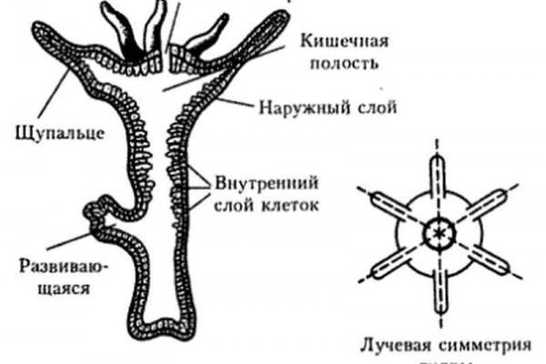 Кракен даркнет зеркало